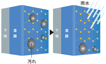 下地と塗膜